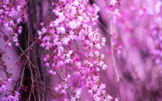 nature pictures for phone wallpaper