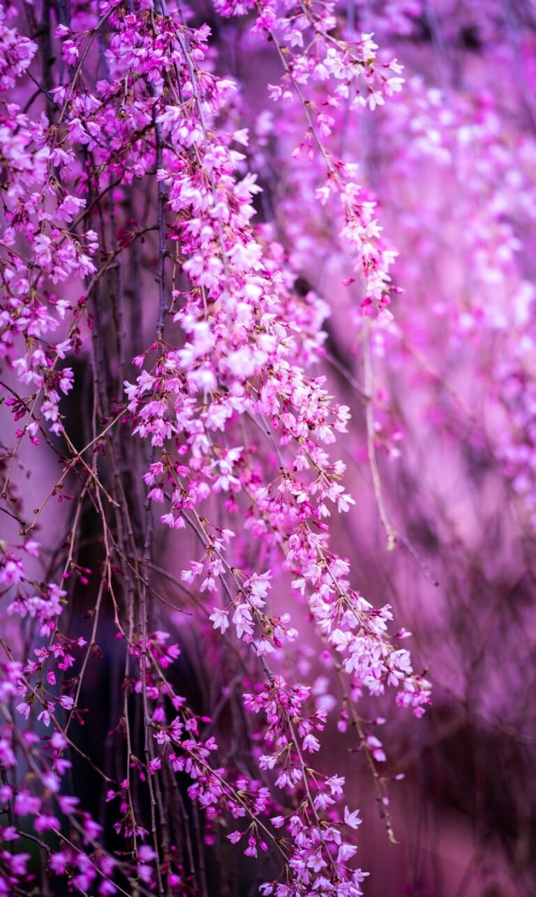 nature pictures for phone wallpaper