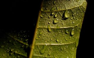nature wallpaper for android phone 1