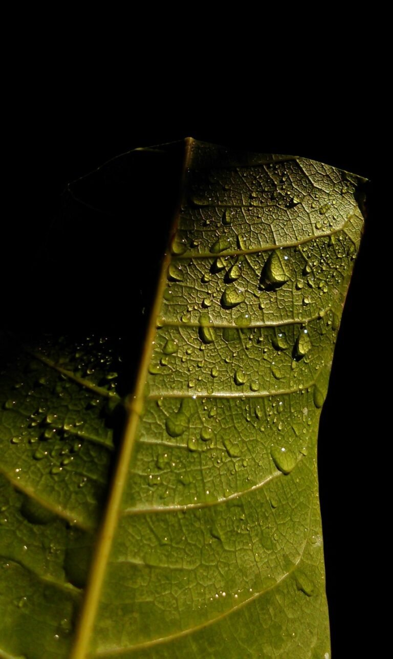 nature wallpaper for android phone