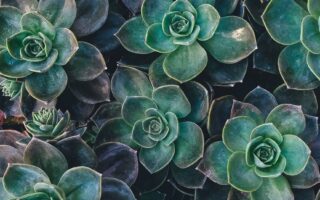 nature wallpaper for phone home screen