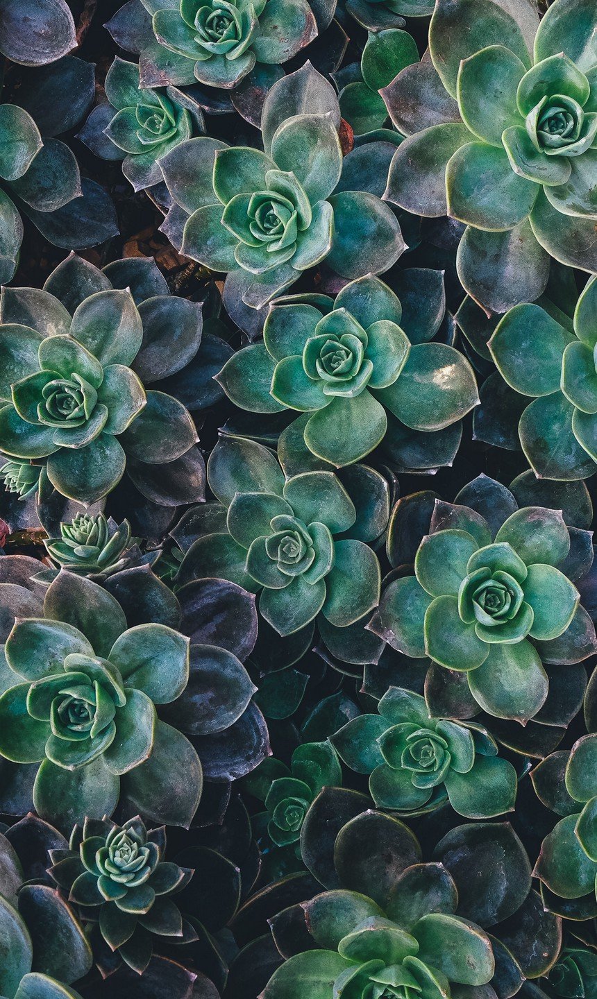 nature wallpaper for phone home screen