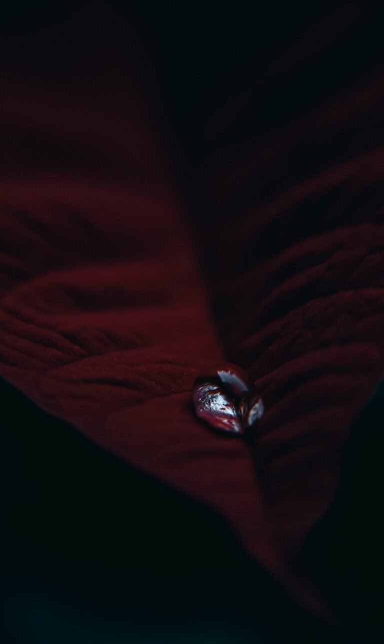 night nature phone wallpaper