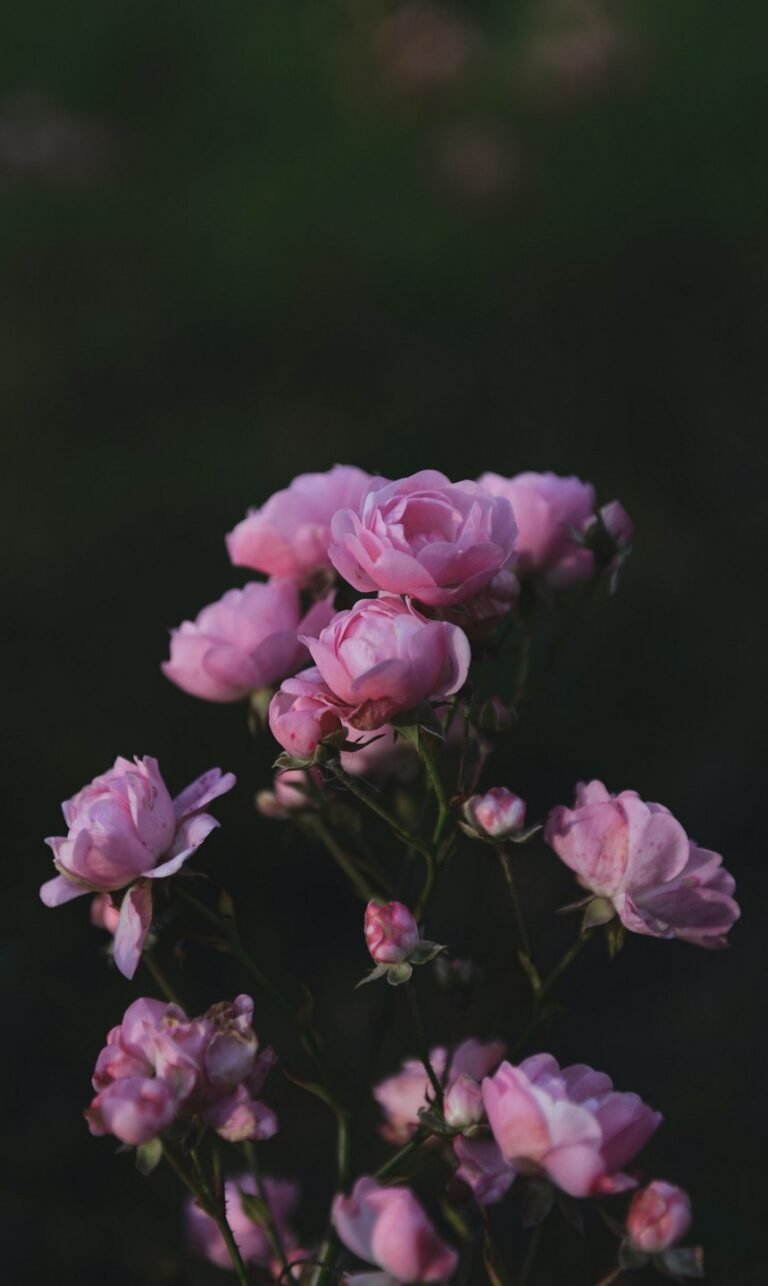 phone backgrounds nature