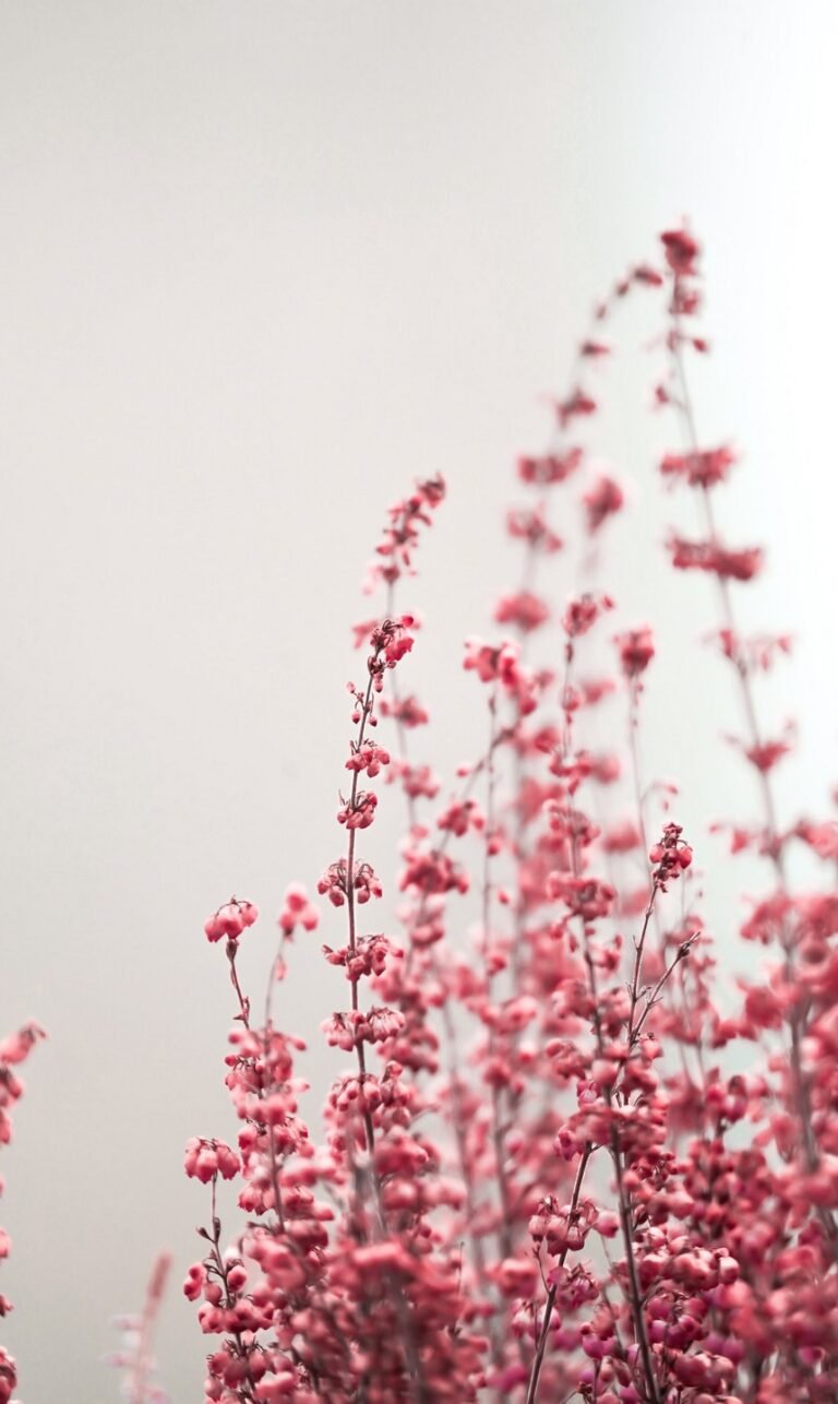 red nature phone wallpaper