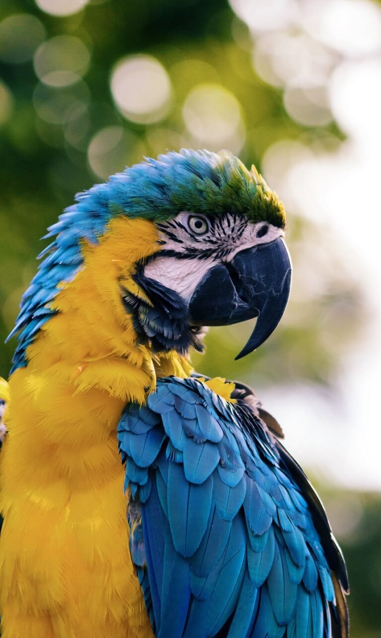 wallpaper for phone nature