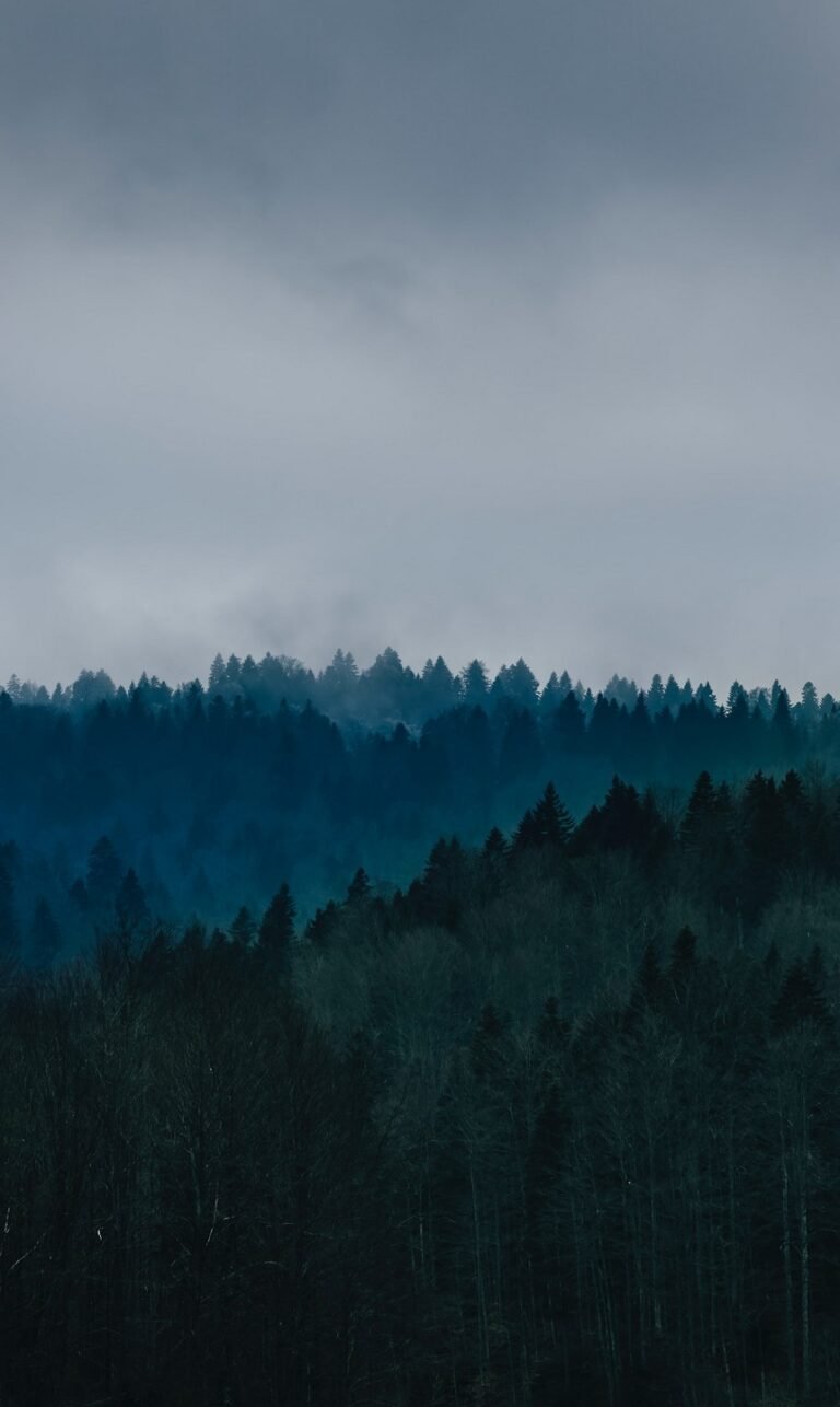 wallpaper nature phone