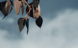 wallpaper phone natur images