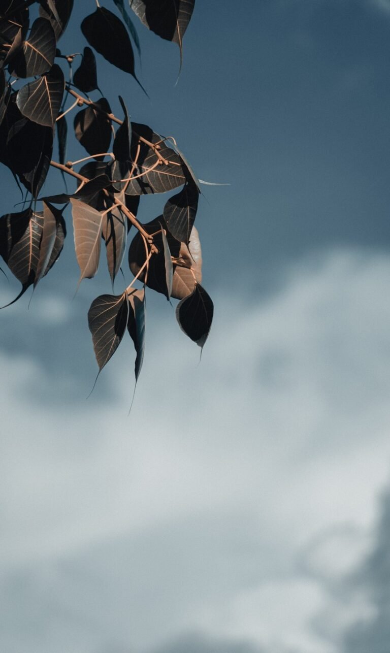 wallpaper phone natur images
