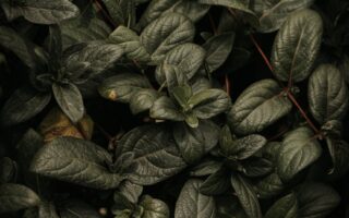 wallpaper phone natur zoom