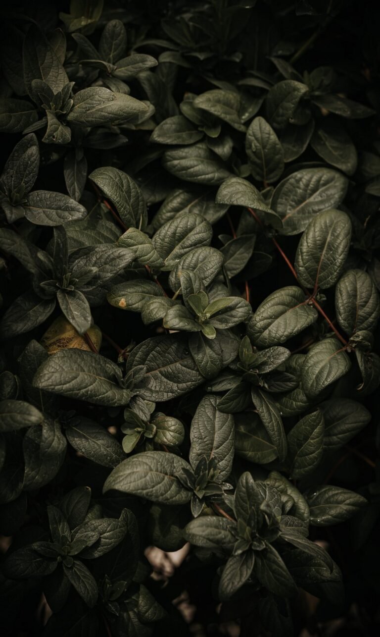 wallpaper phone natur zoom
