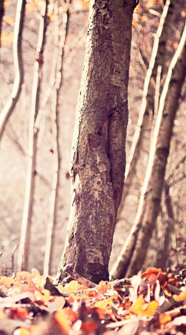 A Beautiful fall background lockscreen for iphone 11 wallpaper 1