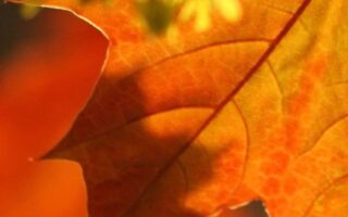 Adorable Fall Background and lockscreen for iphone 11 wallpaper 1
