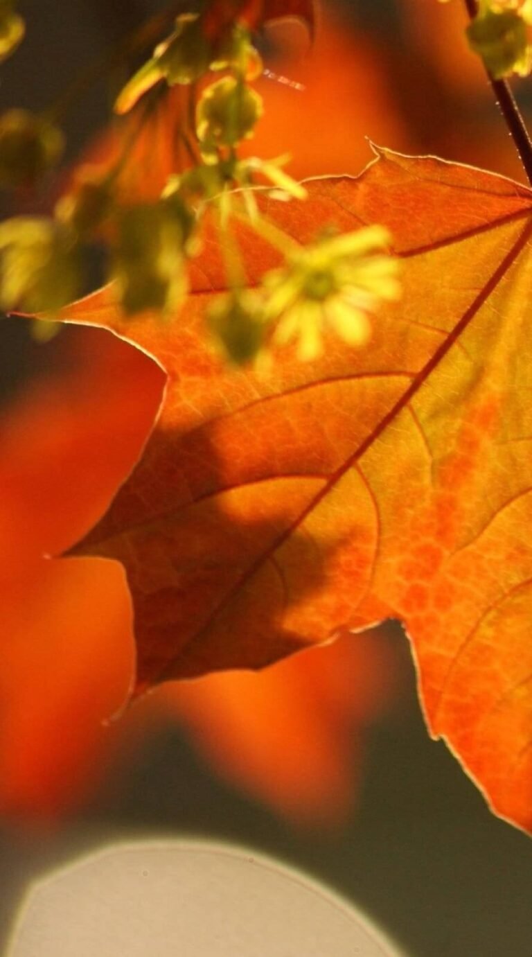Adorable Fall Background and lockscreen for iphone 11 wallpaper 1