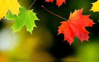 Amazing Fall and autumn backgrounds aesthetic iphone wallpaper 1
