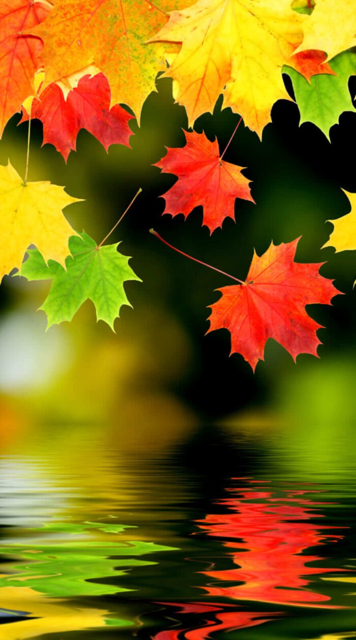 Amazing Fall and autumn backgrounds aesthetic iphone wallpaper 1