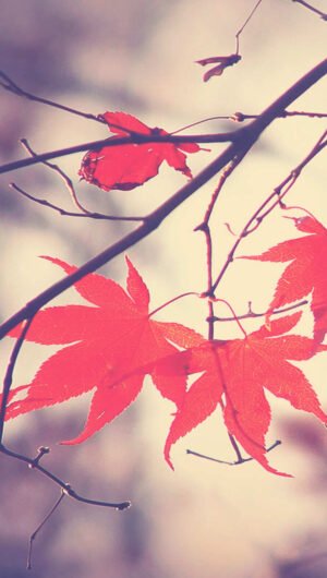 Amazing Fall autumn backgrounds aesthetic iphone wallpaper 1