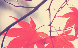 Amazing Fall autumn backgrounds aesthetic iphone wallpaper 1