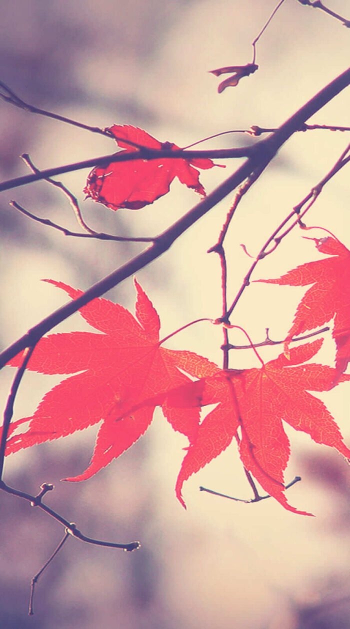 Amazing Fall autumn backgrounds aesthetic iphone wallpaper 1