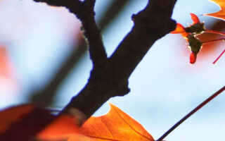 Amazing autumn backgrounds aesthetic iphone wallpaper 1