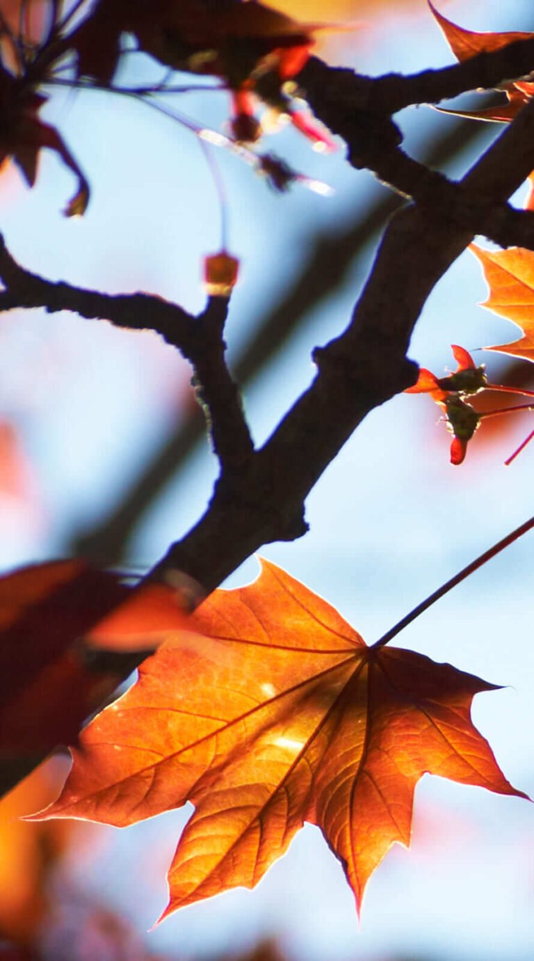 Amazing autumn backgrounds aesthetic iphone wallpaper 1