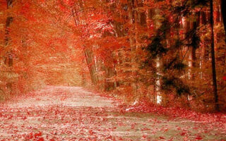 Amazing fall rain wallpaper iphone 14 Background