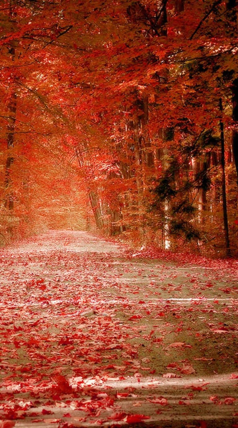 Amazing fall rain wallpaper iphone 14 Background