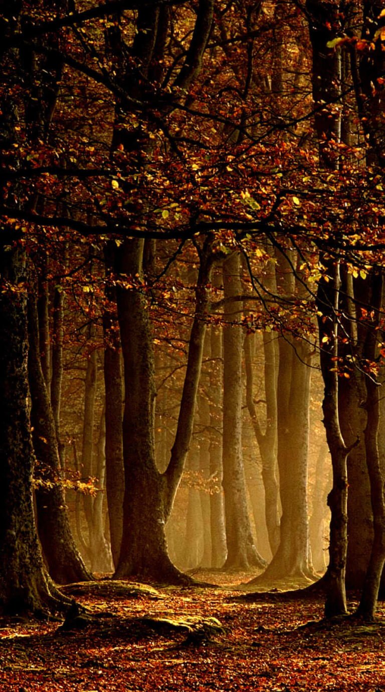 Amazing place Fore fall rain wallpaper iphone 14 Background