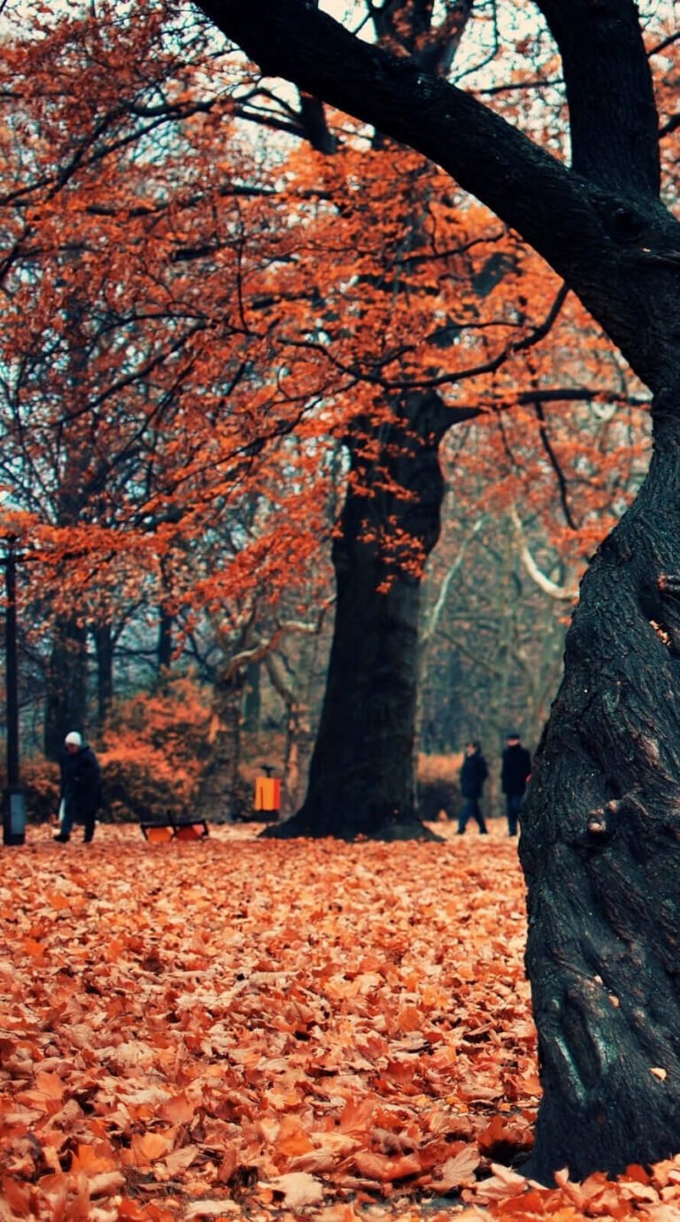 Awesome fall background and lockscreen for iphone 11 wallpaper