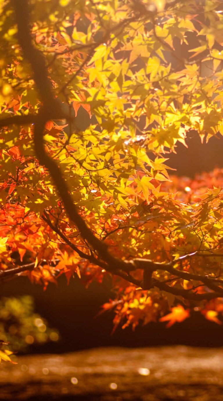 Beautiful Fall place autumn backgrounds aesthetic iphone wallpaper