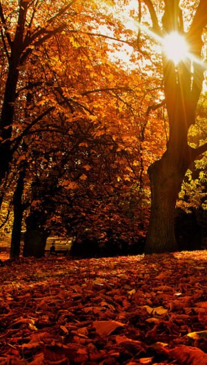 Beautiful autumn backgrounds aesthetic iphone wallpaper