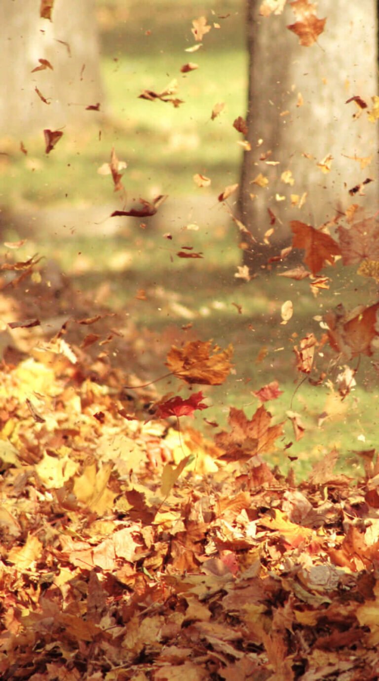 Beautiful place fall background iphone 12 wallpaper
