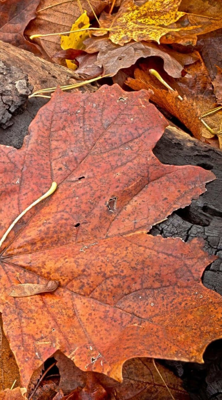 Best New HD autumn backgrounds aesthetic iphone wallpaper