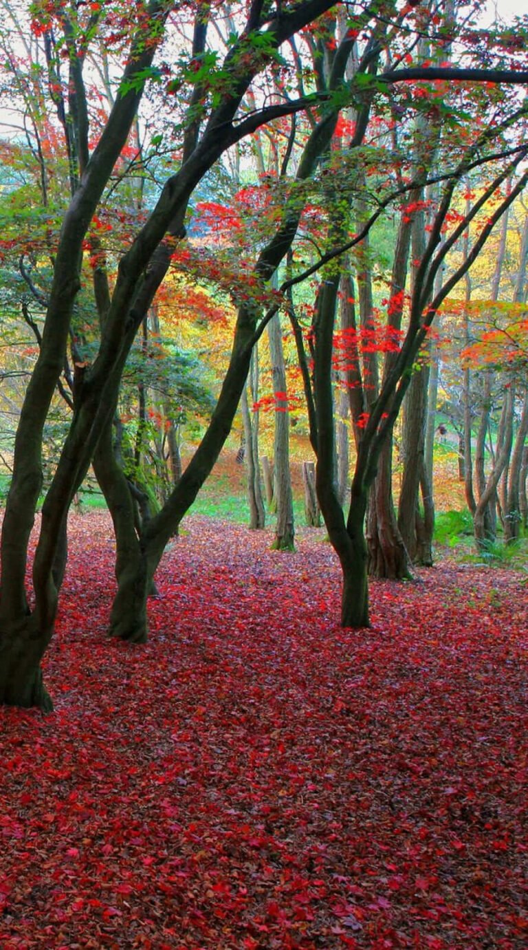 Best Place Nature fall rain wallpaper iphone 14 Background