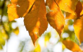 Best autumn backgrounds aesthetic iphone wallpaper