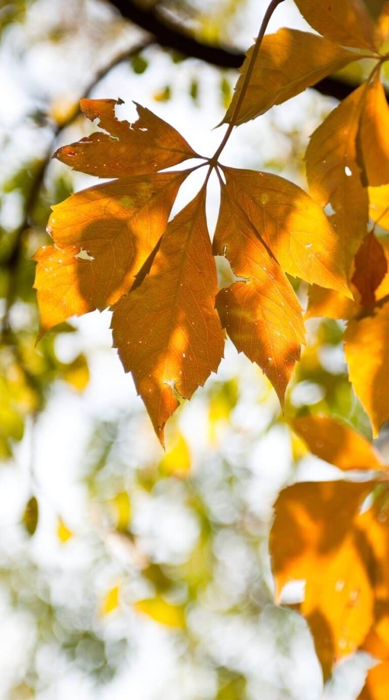 Best autumn backgrounds aesthetic iphone wallpaper