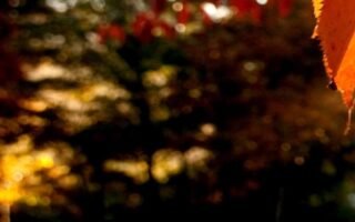 Best fall background iphone 12 wallpaper