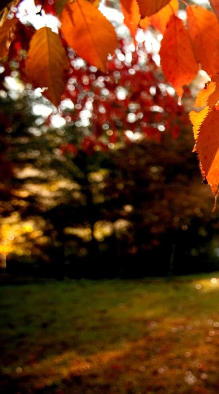 Best fall background iphone 12 wallpaper