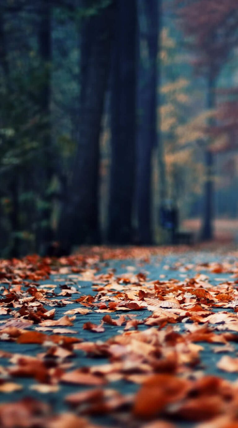 Best fall background lockscreen for iphone 11 wallpaper