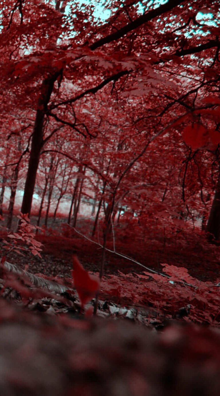 Best fall rain wallpaper iphone 14 Background
