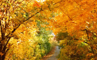 Best popular fall background iphone 12 pro max wallpaper