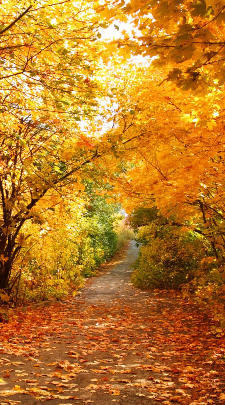 Best popular fall background iphone 12 pro max wallpaper