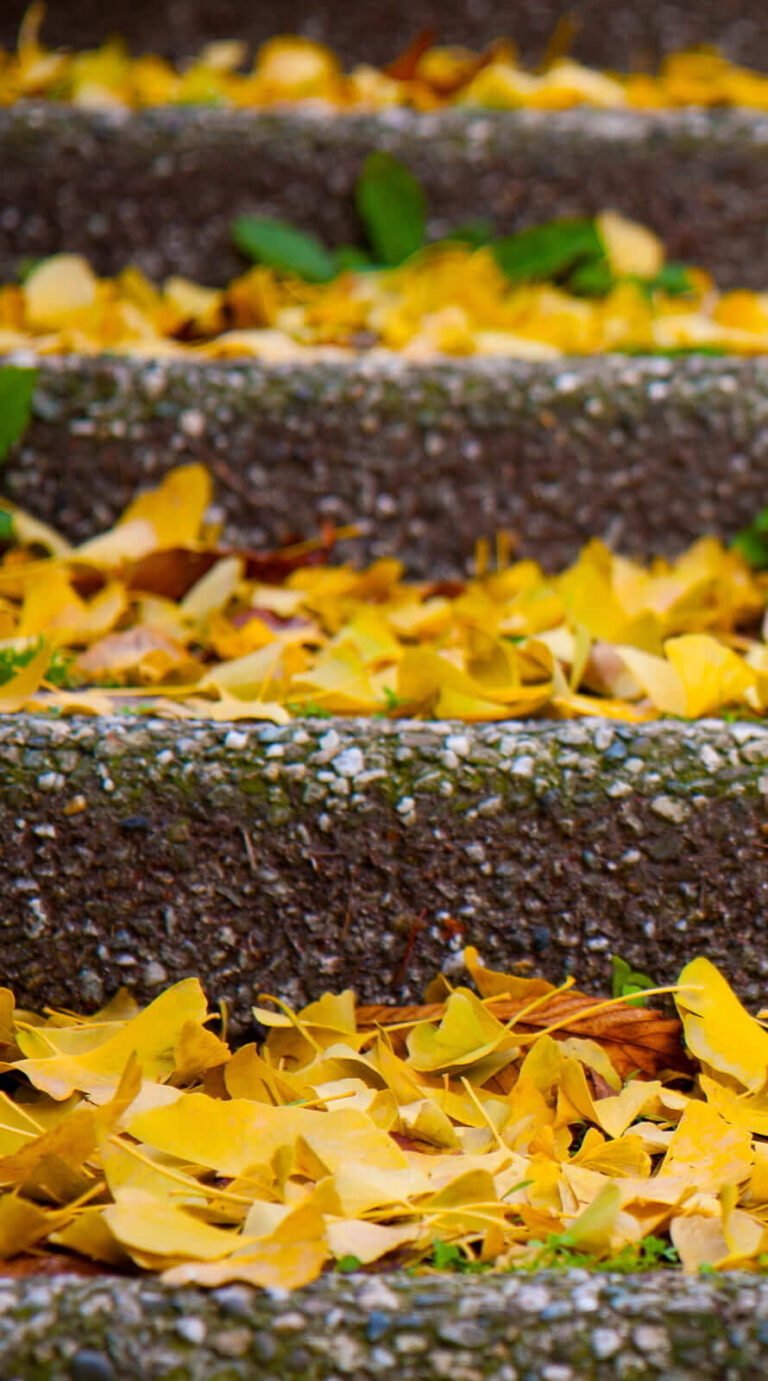 Cool fall background and lockscreen for iphone 11 wallpaper