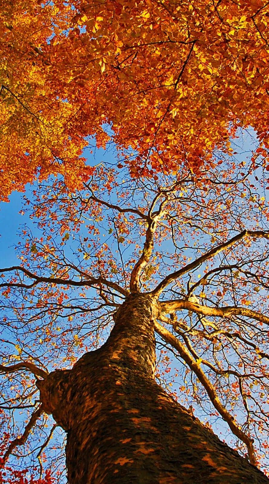 Cool fall background iphone 12 wallpaper