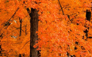 Cool fall rain wallpaper iphone 14 Background