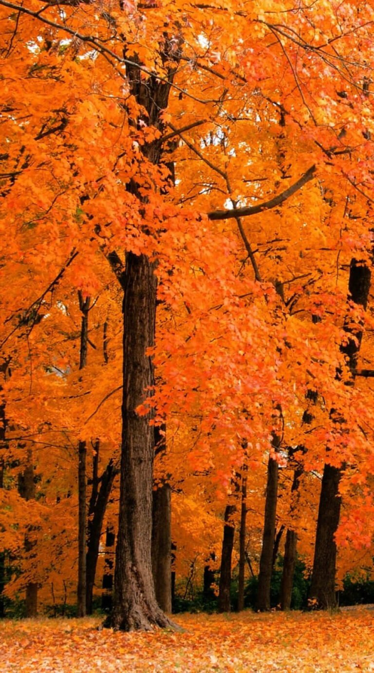 Cool fall rain wallpaper iphone 14 Background