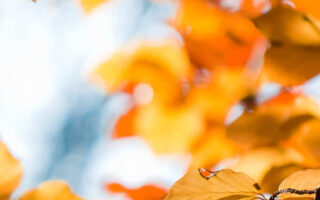 Cool sky fall autumn backgrounds aesthetic iphone wallpaper