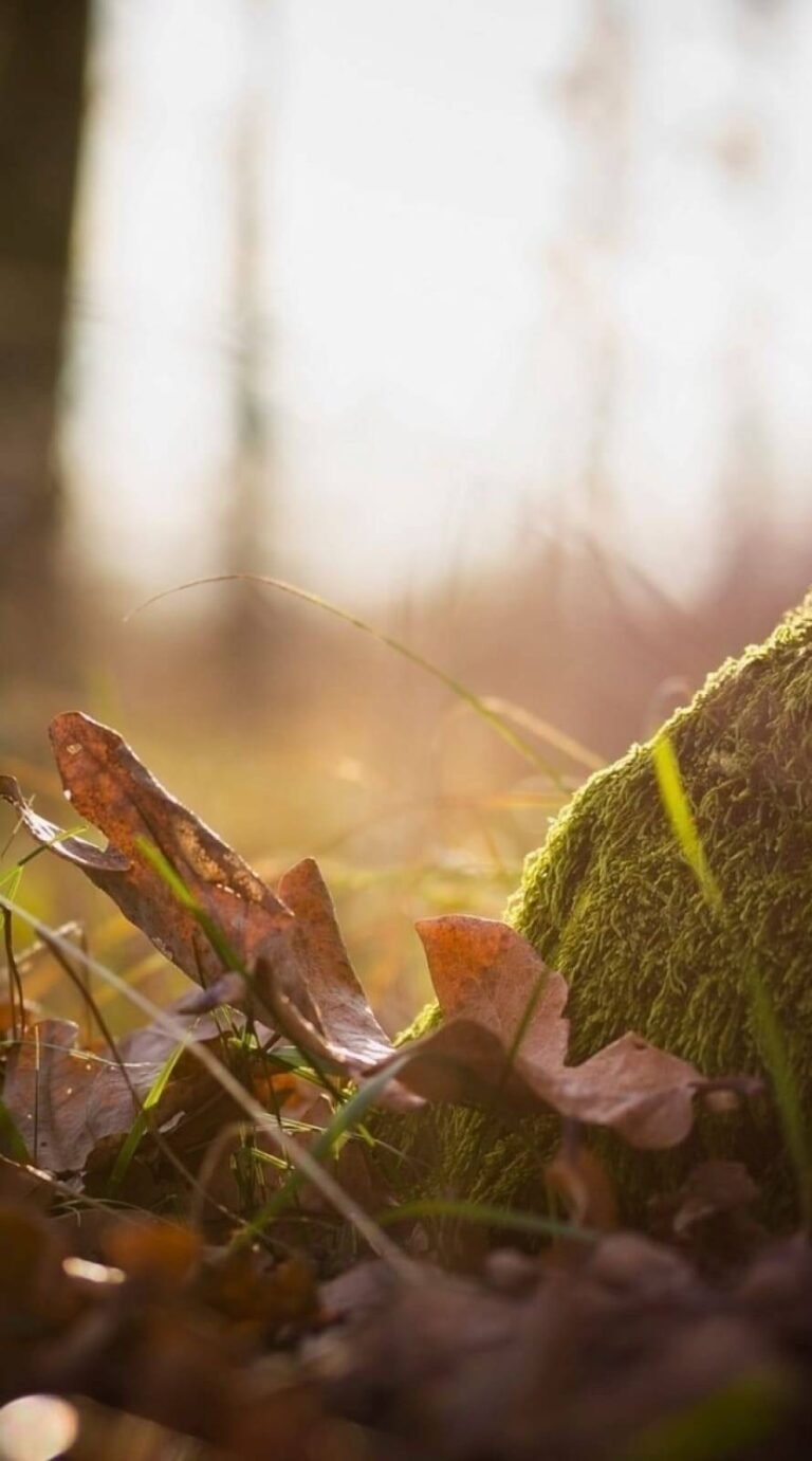 Fantastic Fall Background and lockscreen for iphone 11 wallpaper