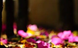 Fine fall background iphone 12 pro max wallpaper