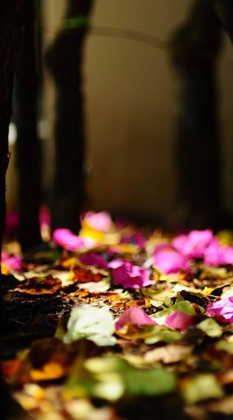 Fine fall background iphone 12 pro max wallpaper